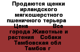 Продаются щенки ирландского мягкошерстного пшеничного терьера › Цена ­ 30 000 - Все города Животные и растения » Собаки   . Тамбовская обл.,Тамбов г.